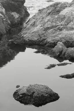 Tidepool Stillness