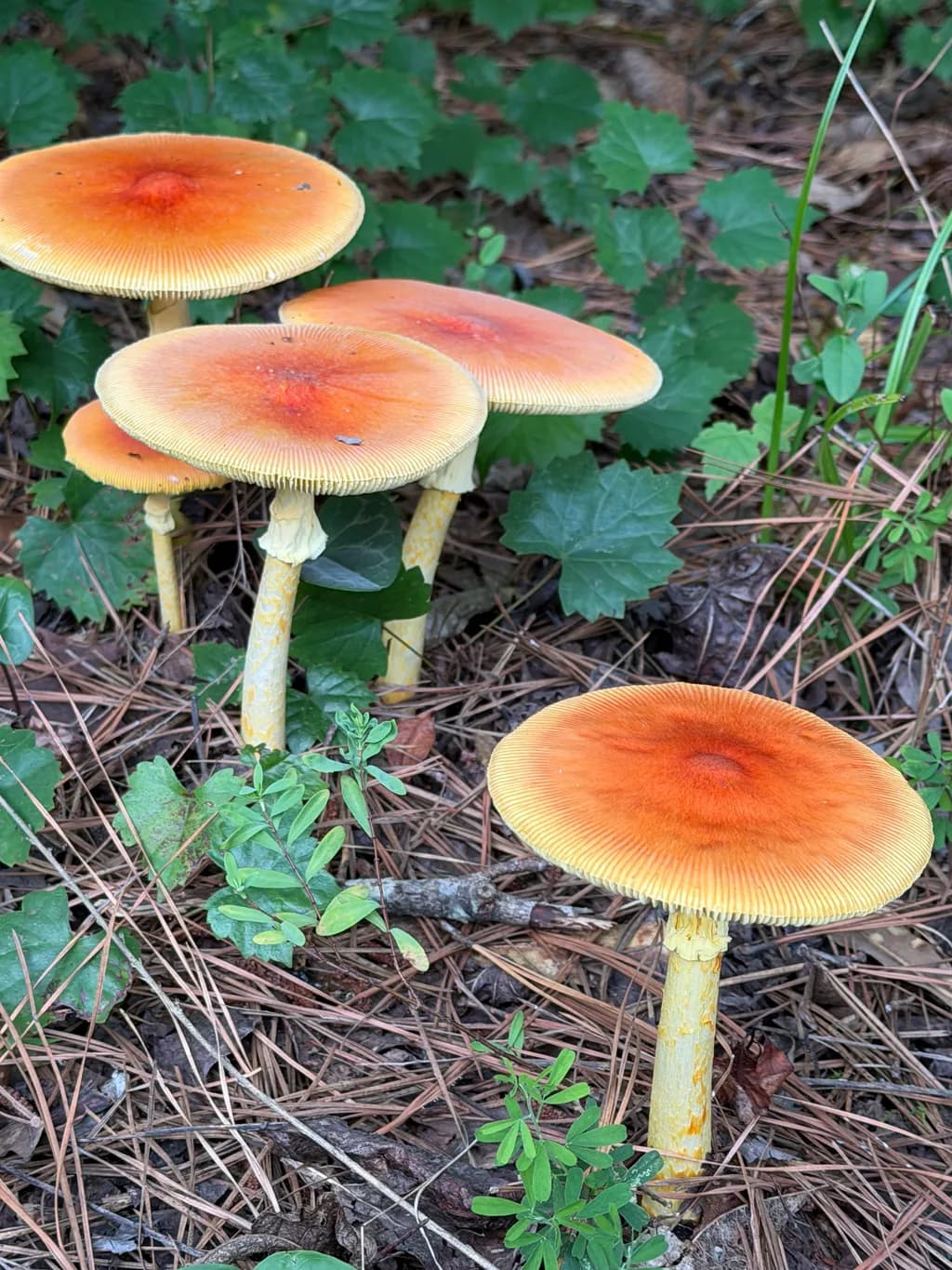 Orange Mushrooms Cluster