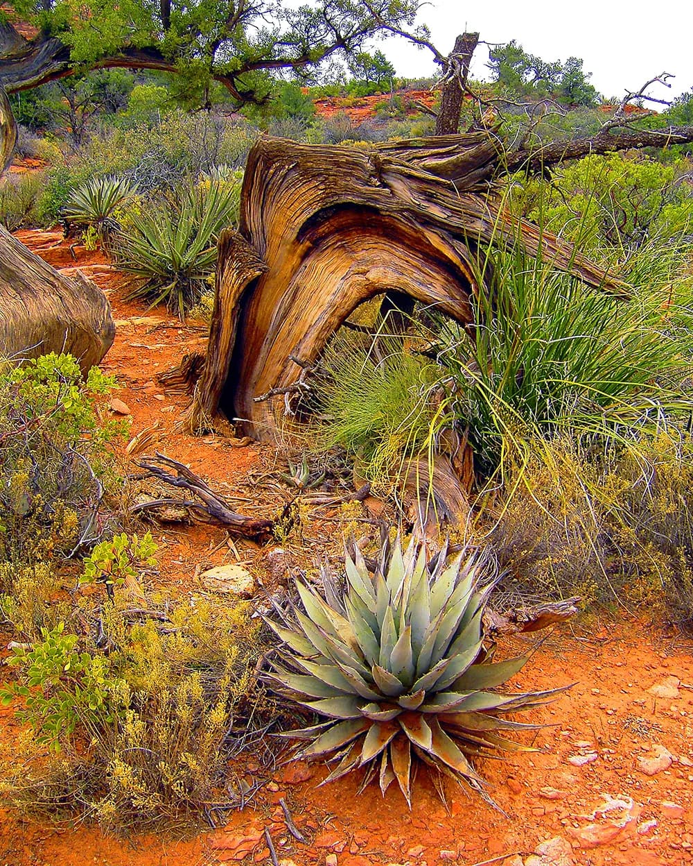 Sedona Serenity