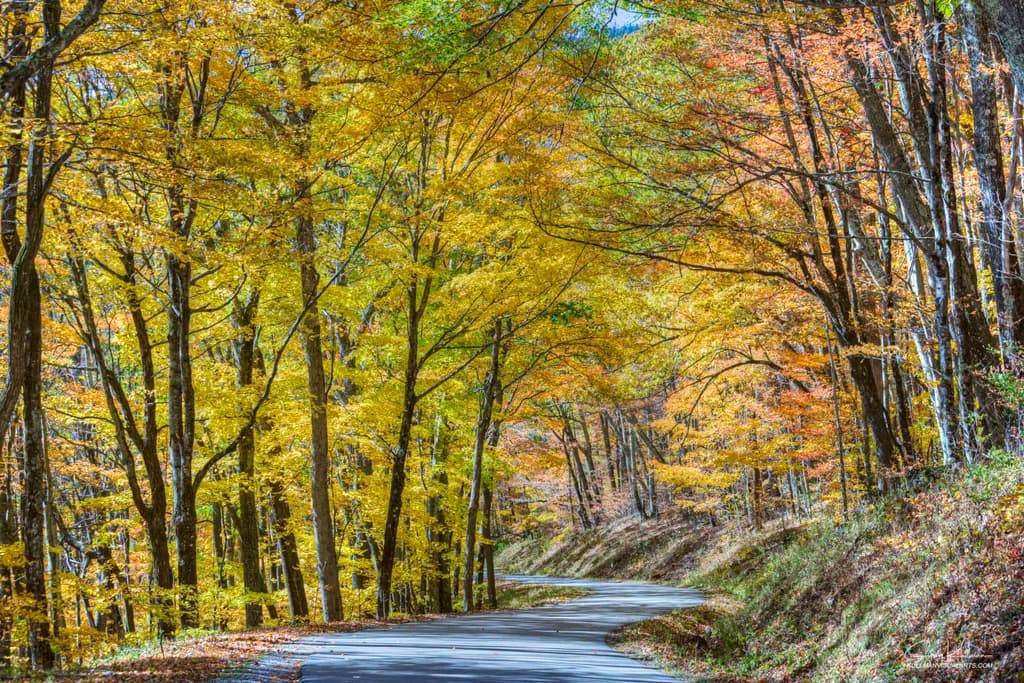 Whispers of Autumn: A Scenic Journey Through Colorful Trees and Winding Roads