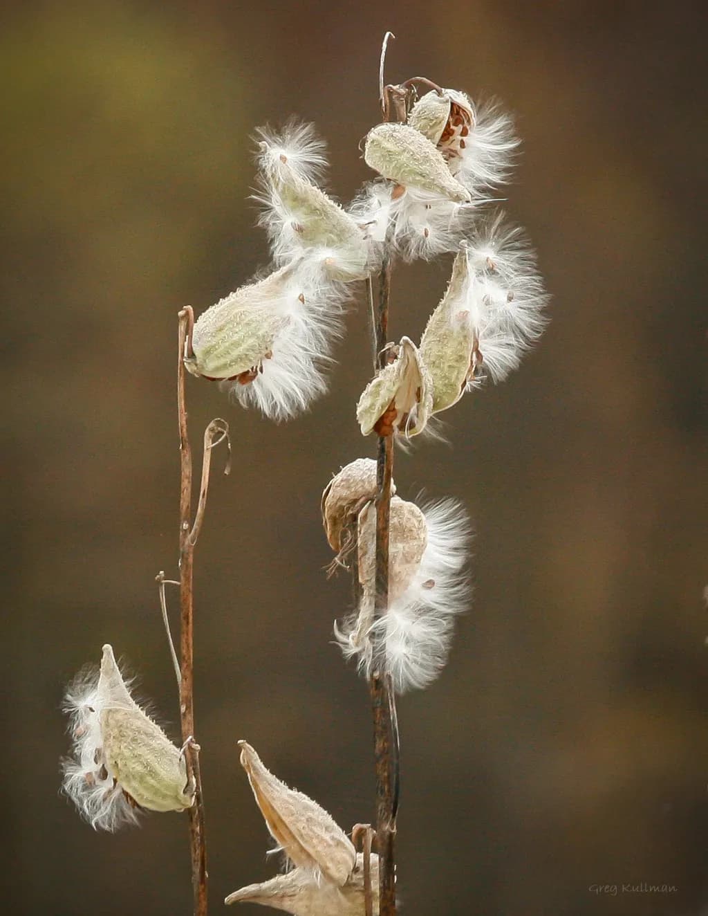 Whispers of Nature: Delicate Seed Pods in Soft Light