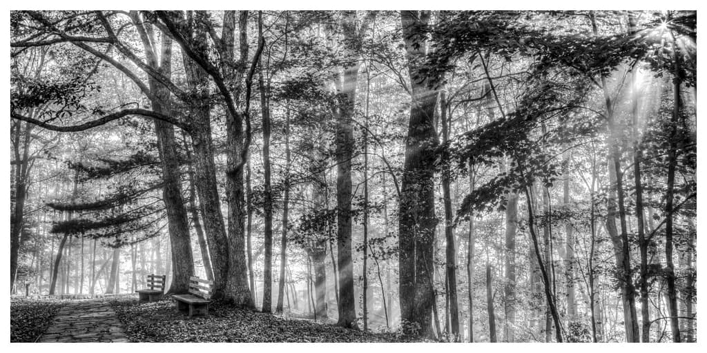 Sunlit Pathway