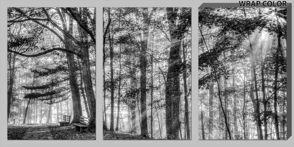 Forest Light Moments