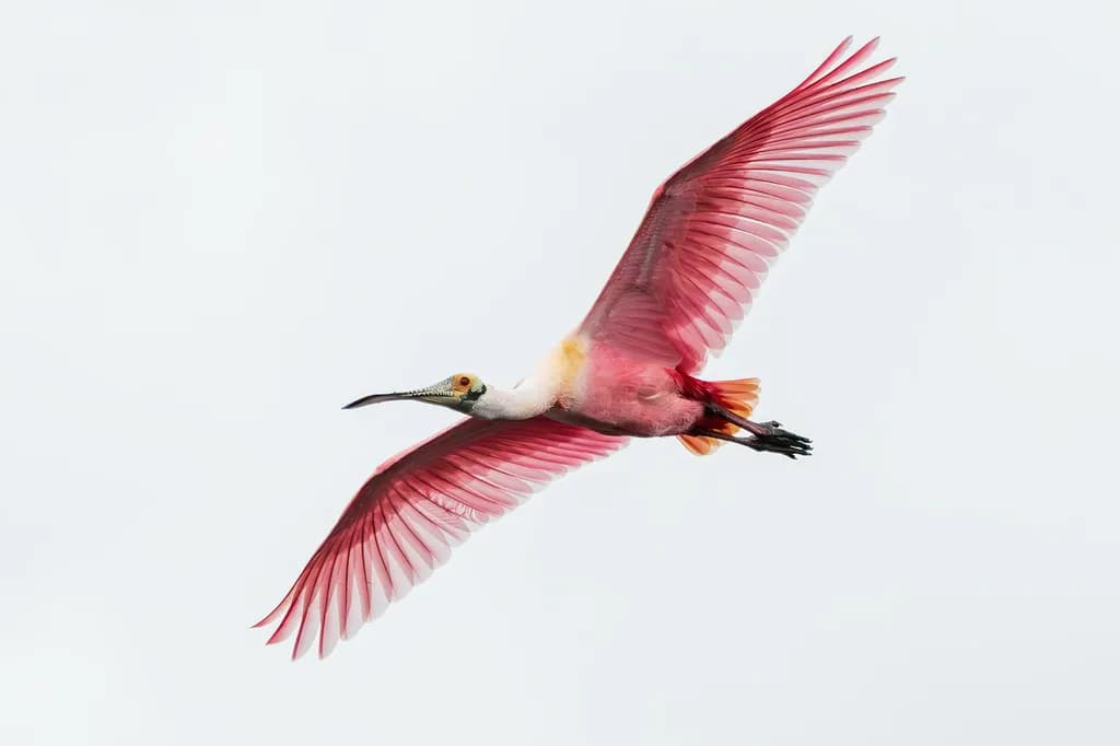 Roseate Spoonbill Flight