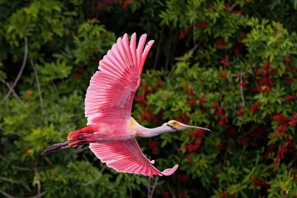 Roseate Spoonbill Flight