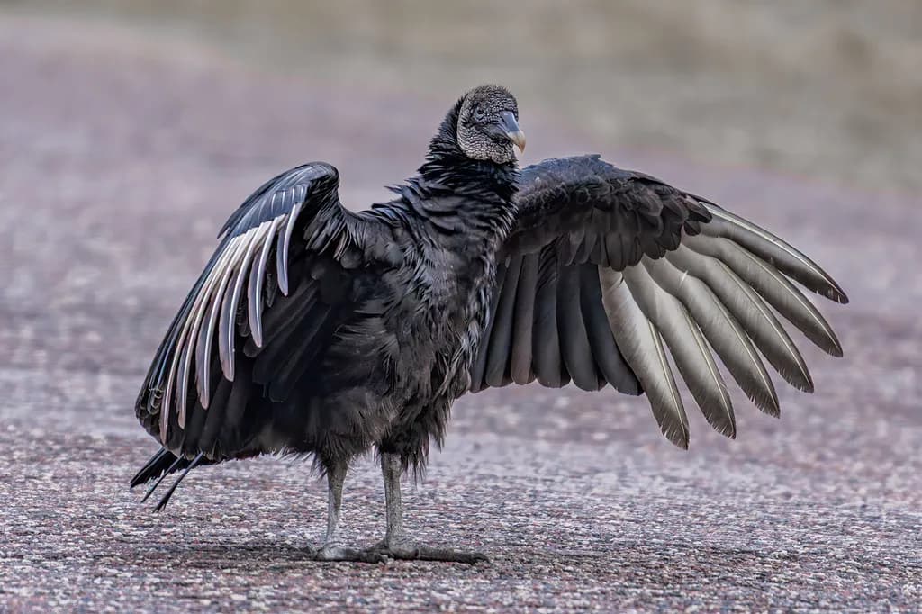 Black Vulture Elegance