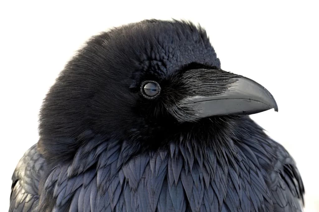 Raven Close-Up