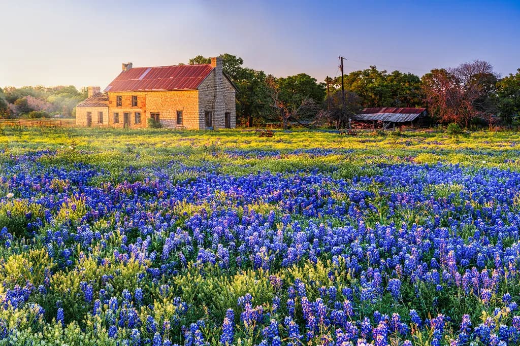 Bluebonnet Homestead