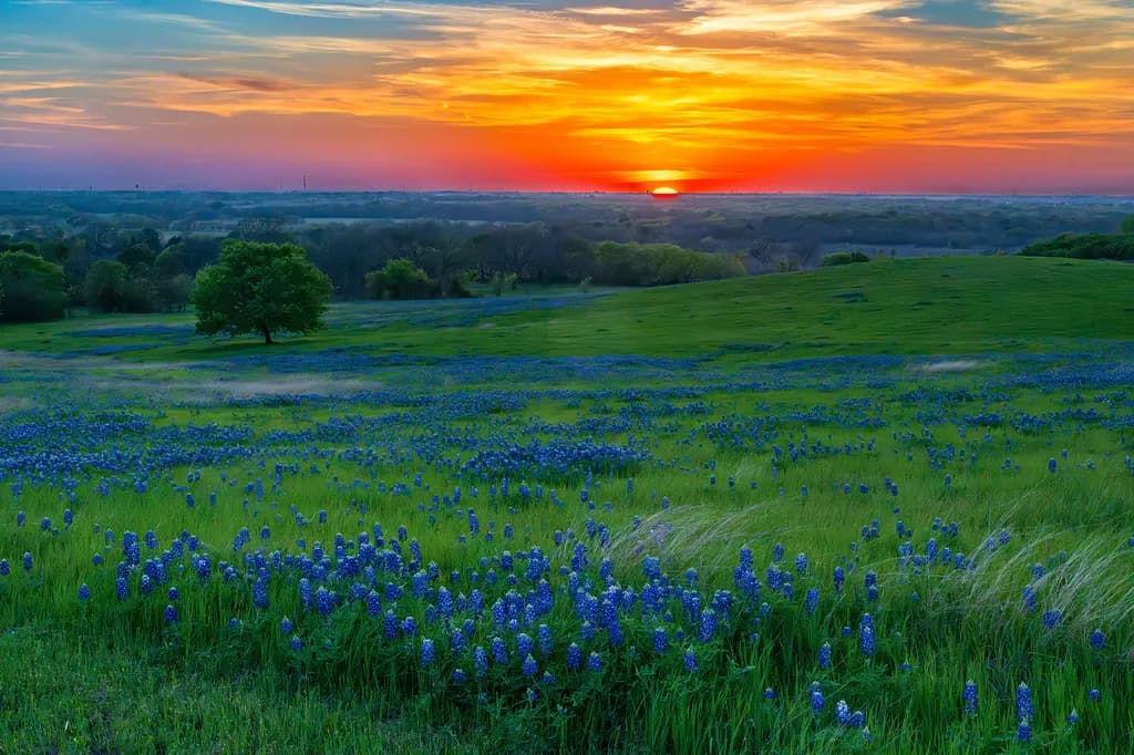 Texas Bluebonnet Sunset