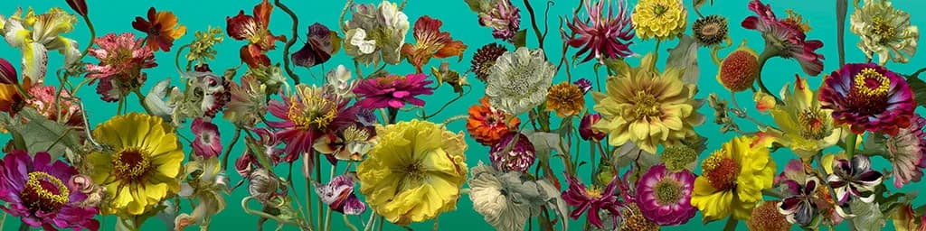Vibrant Floral Symphony: A Colorful Celebration of Nature's Beauty