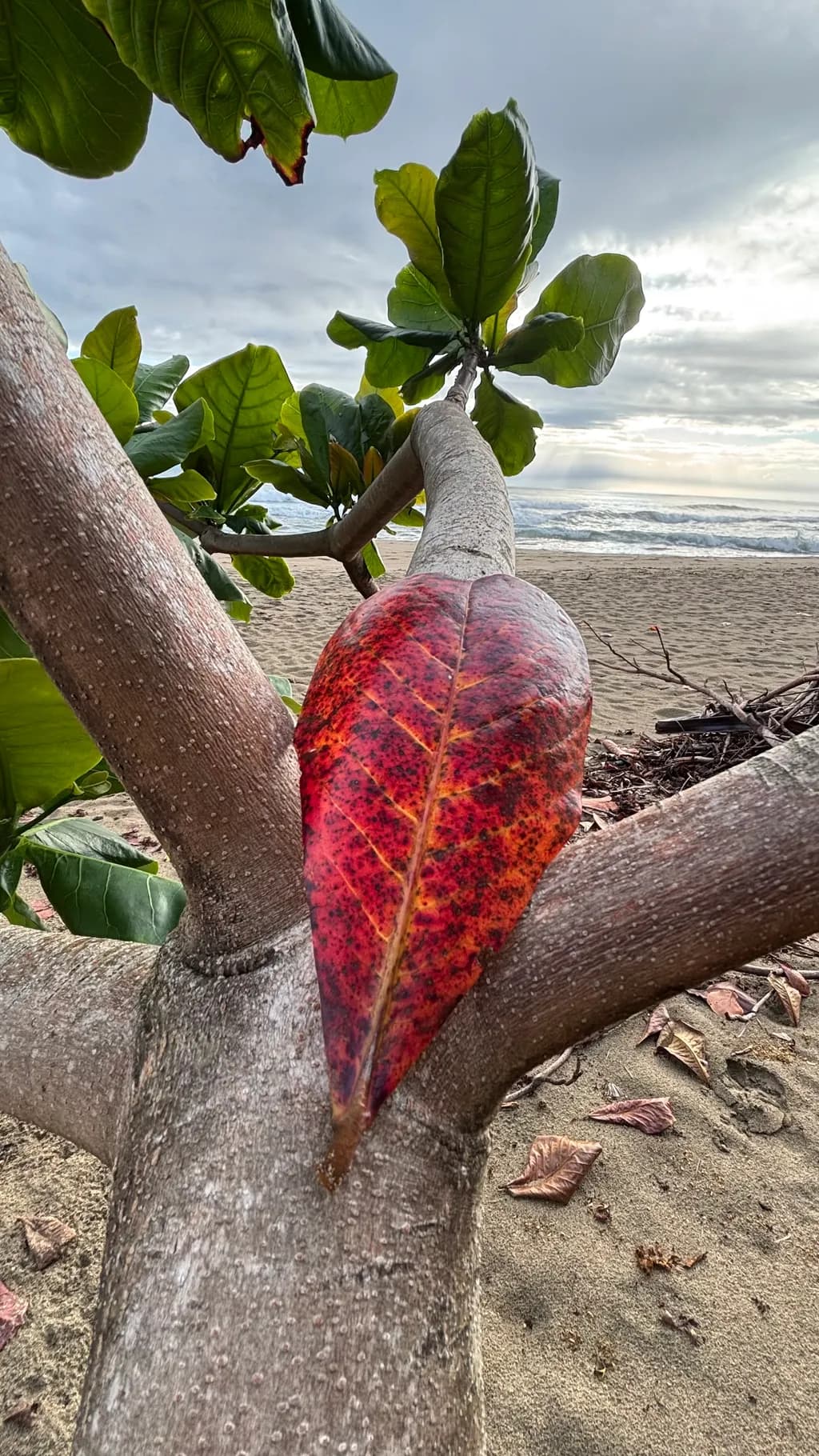 Beach Tree Leaf