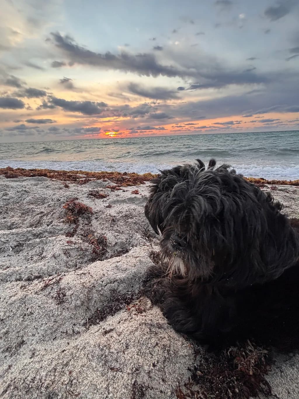 Serenity at Sunset: A Dog's Peaceful Beach Retreat