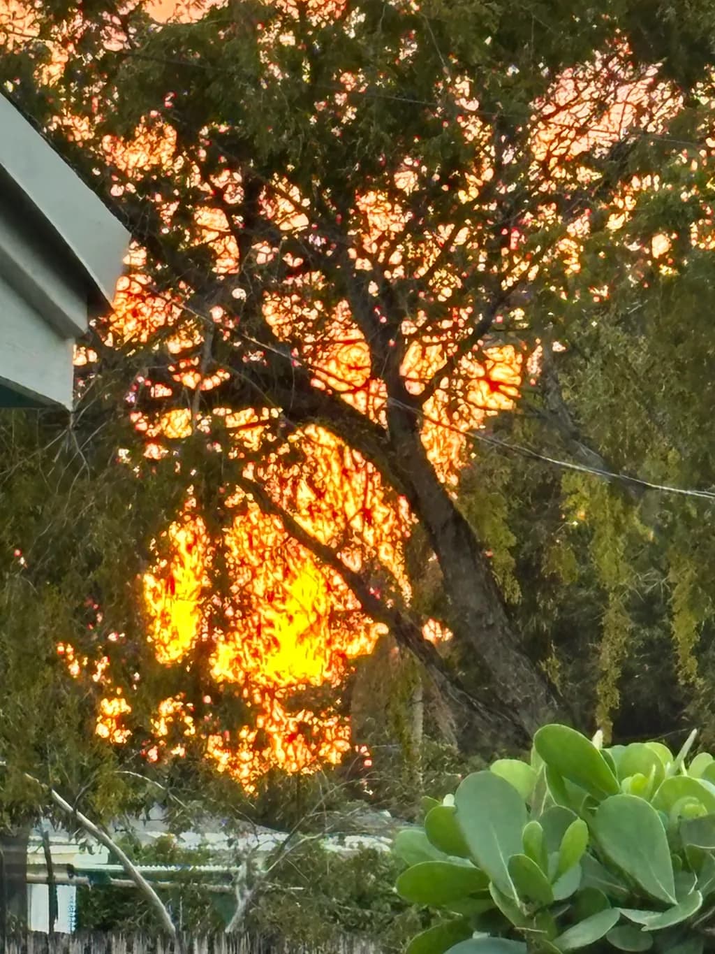 Whispers of Sunset: A Tree's Embrace in Orange Hues