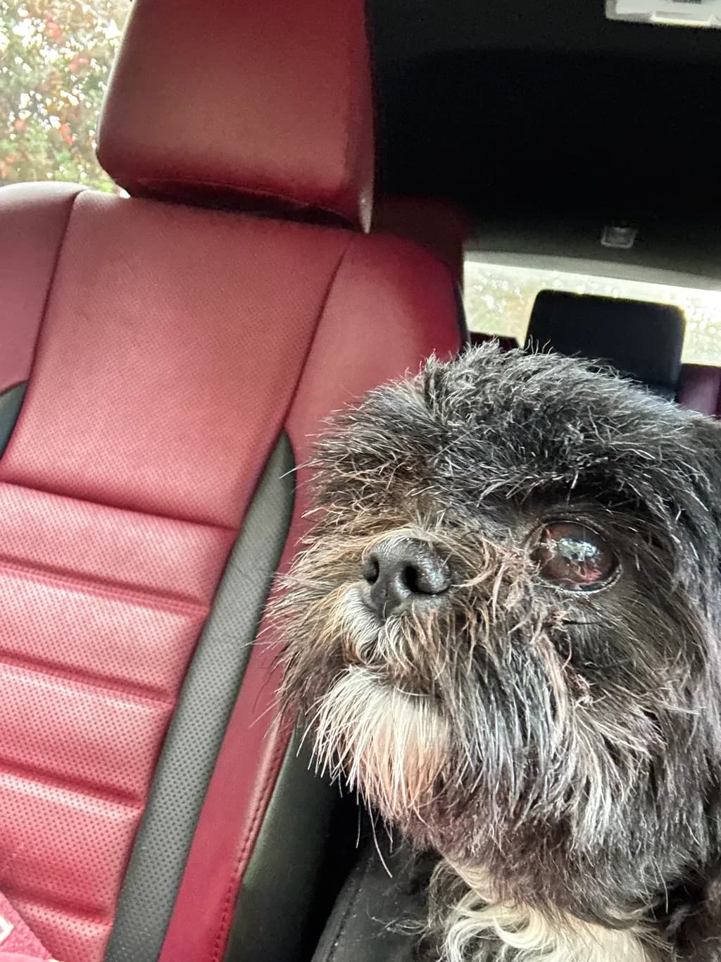 Curious Canine Companion: A Dog's Journey Through the Car Interior