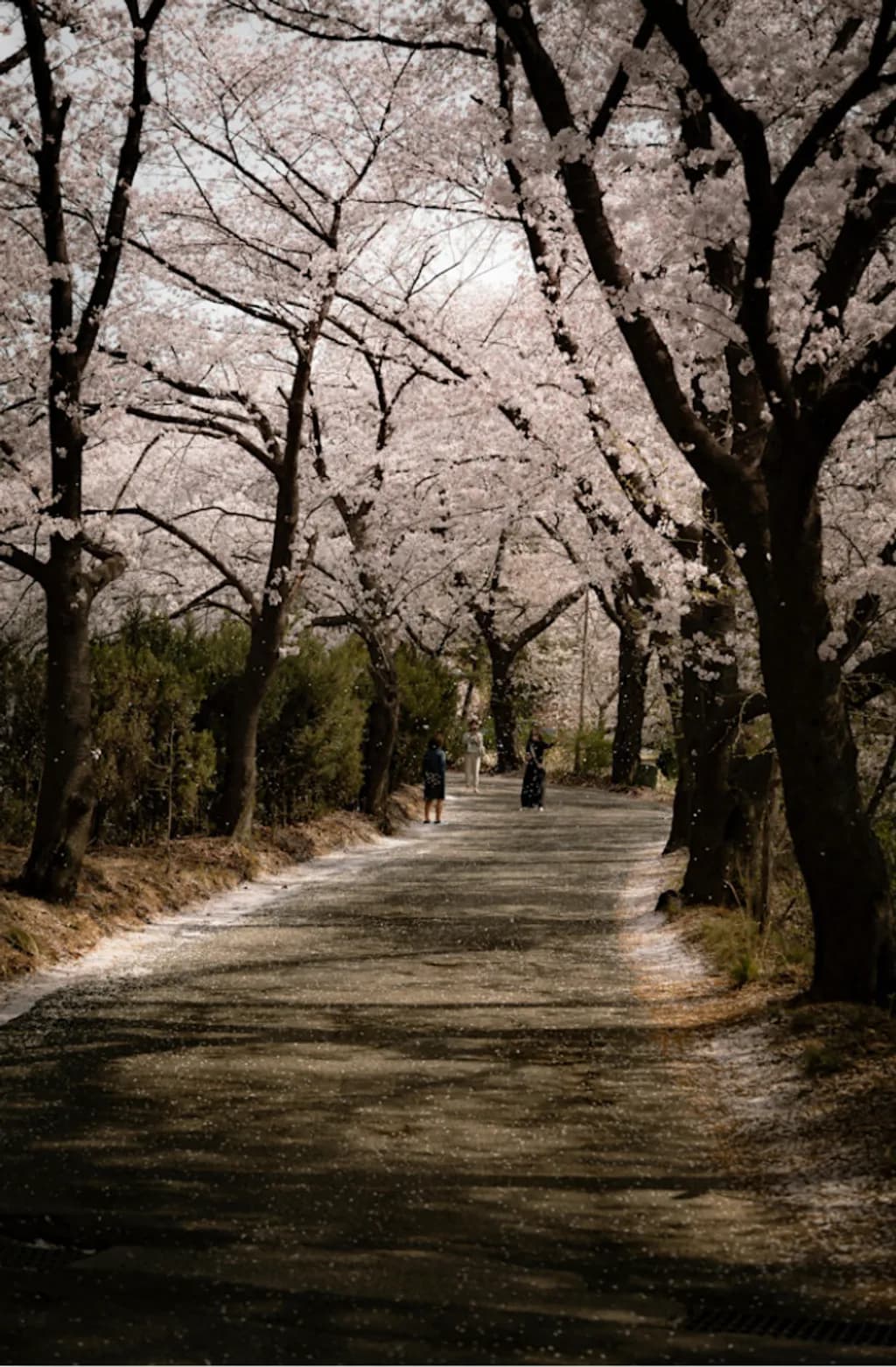Blossom Canopy Path