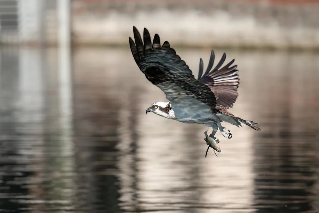 Osprey Success