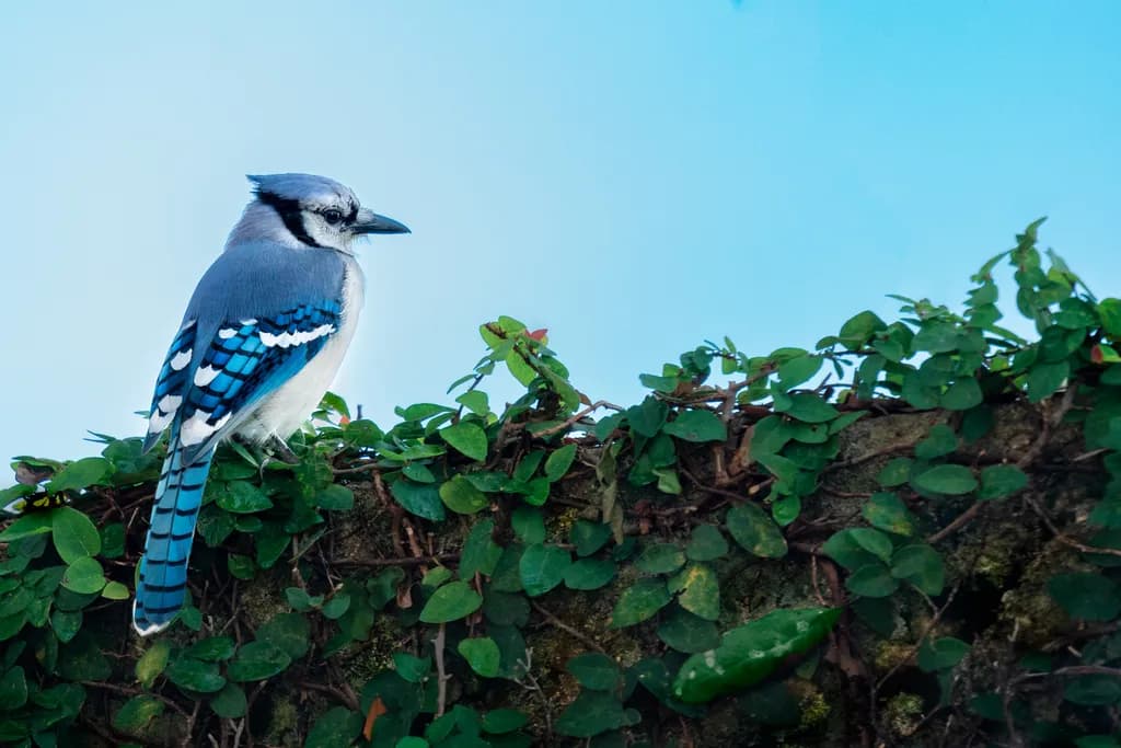 Blue Jay Contemplation