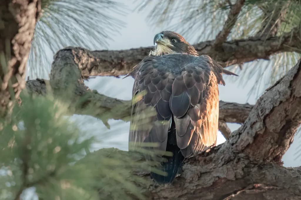 Eaglet Flight Check-1