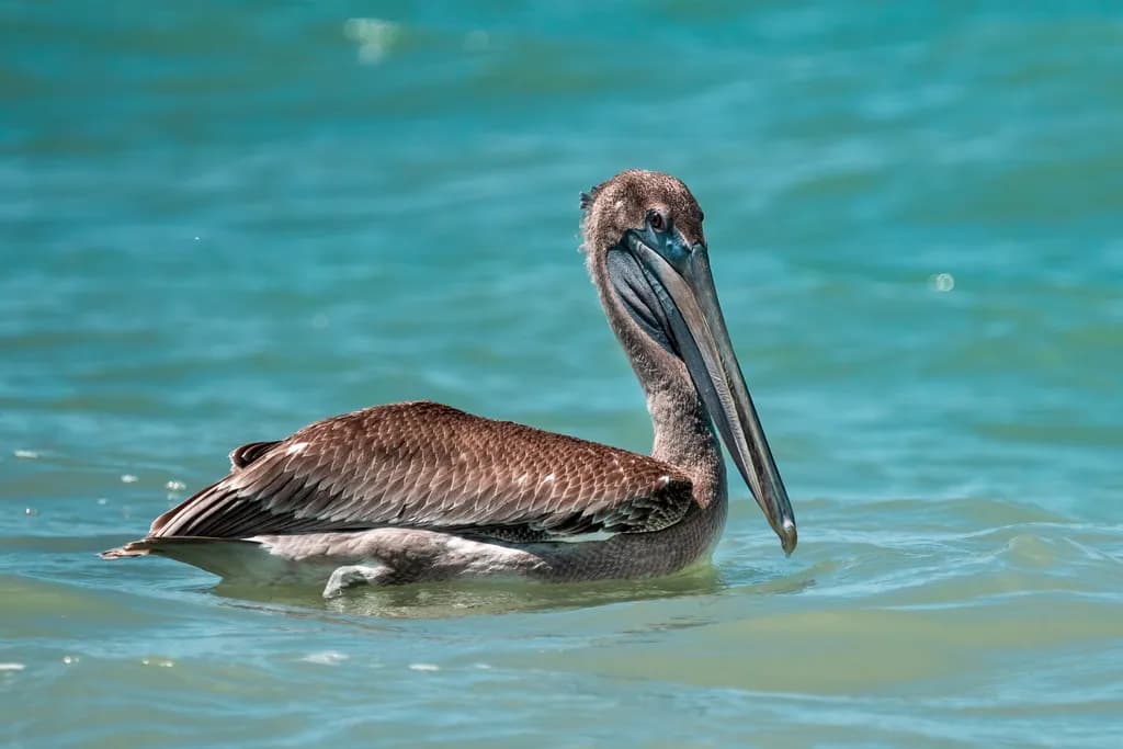 Pelican Glide