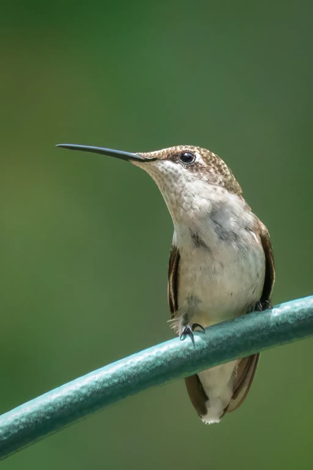 Humming Bird Glare-1