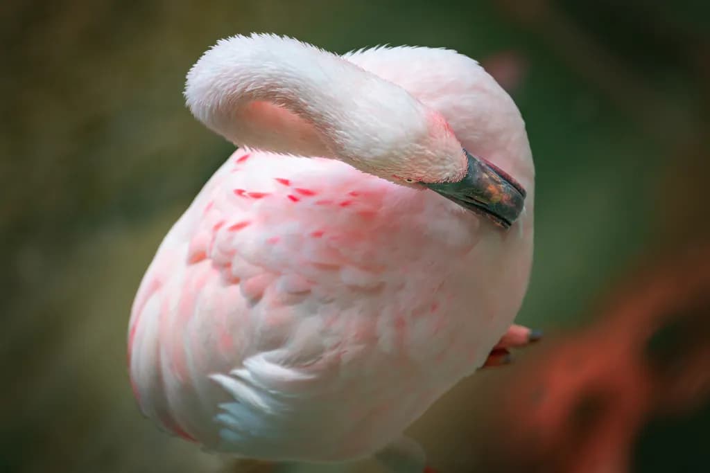 Flamingo Askew-1