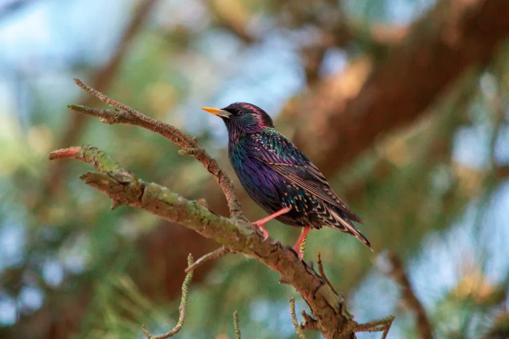 Indigo Grackle