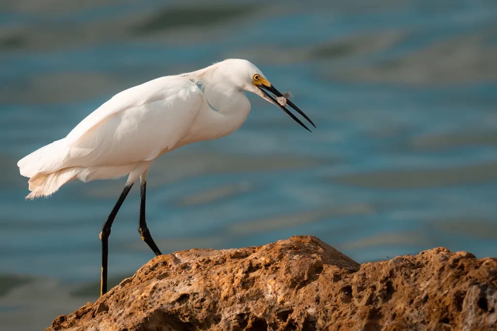Snowy Egret Dine-1-Edit