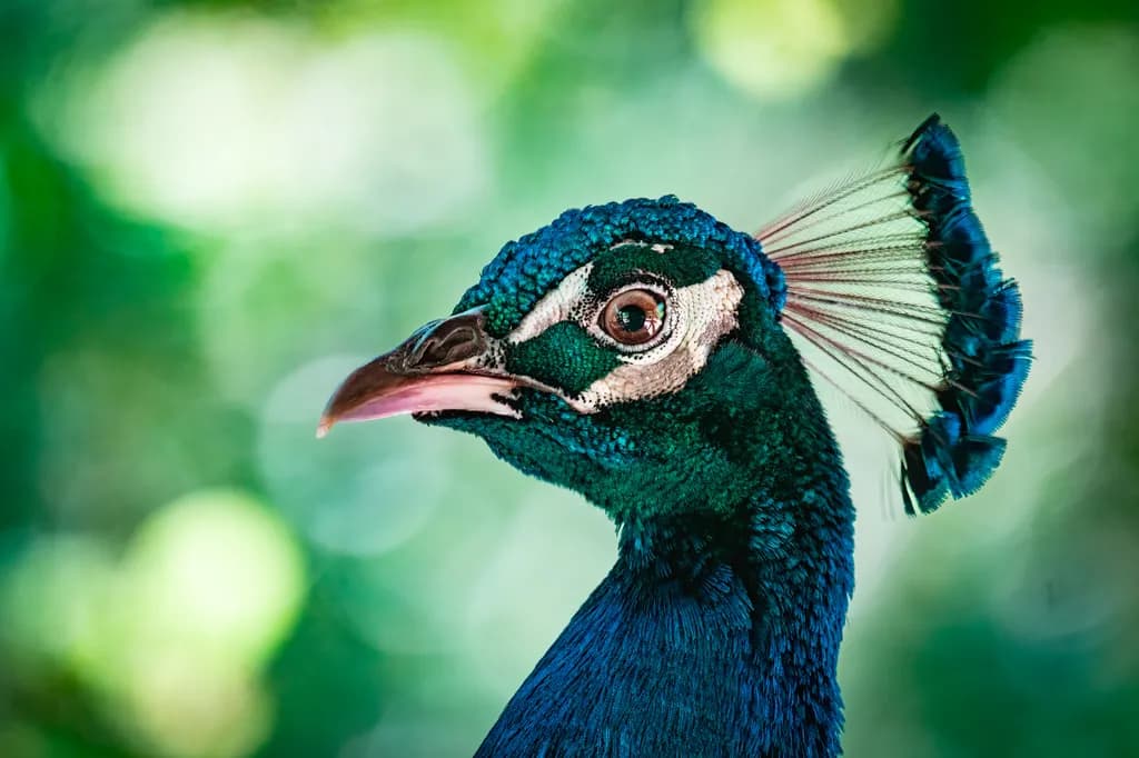 Peacock Profile