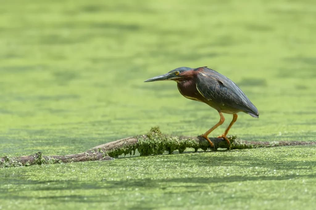 Green Heron Moss-1