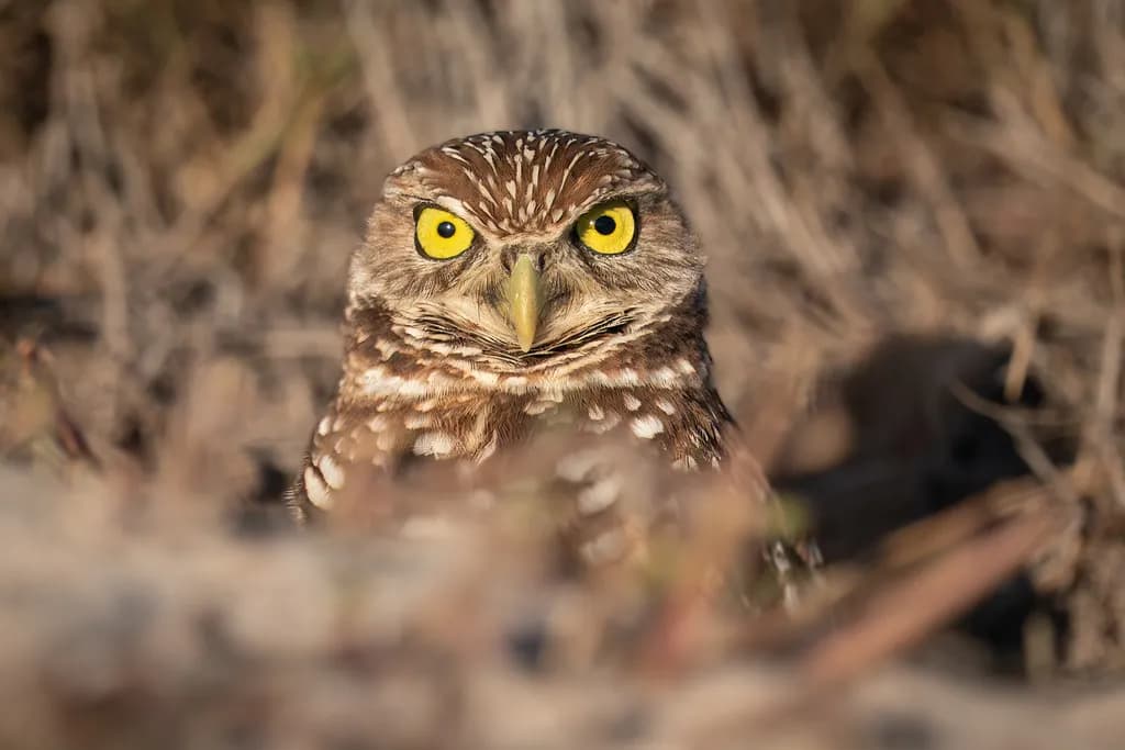 Burrowing Owl Calibrating