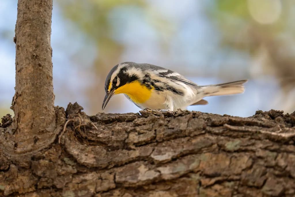Yellow Throated Warbler Forage-1