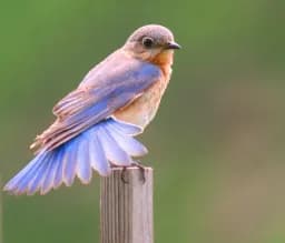 Fancy Feathered Rotary