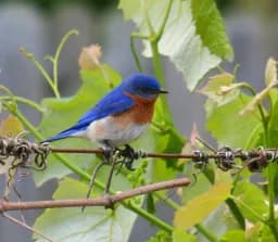 Grape Vine Perch
