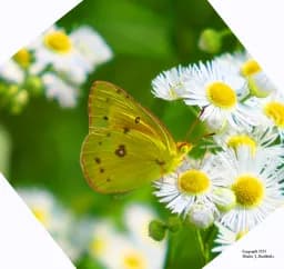 Sulphur Butterfly and Daisies