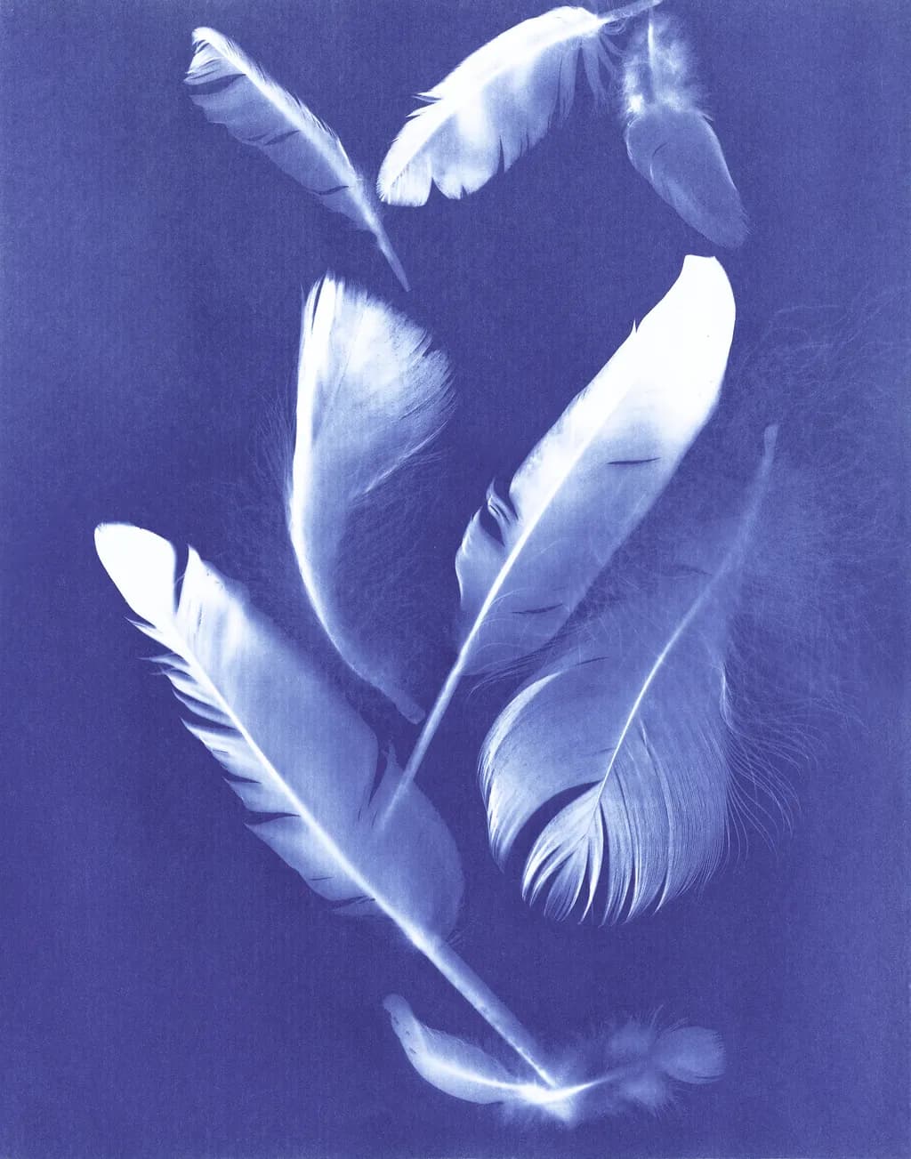 Whispers of the Sky: Ethereal Feathers in Blue Harmony