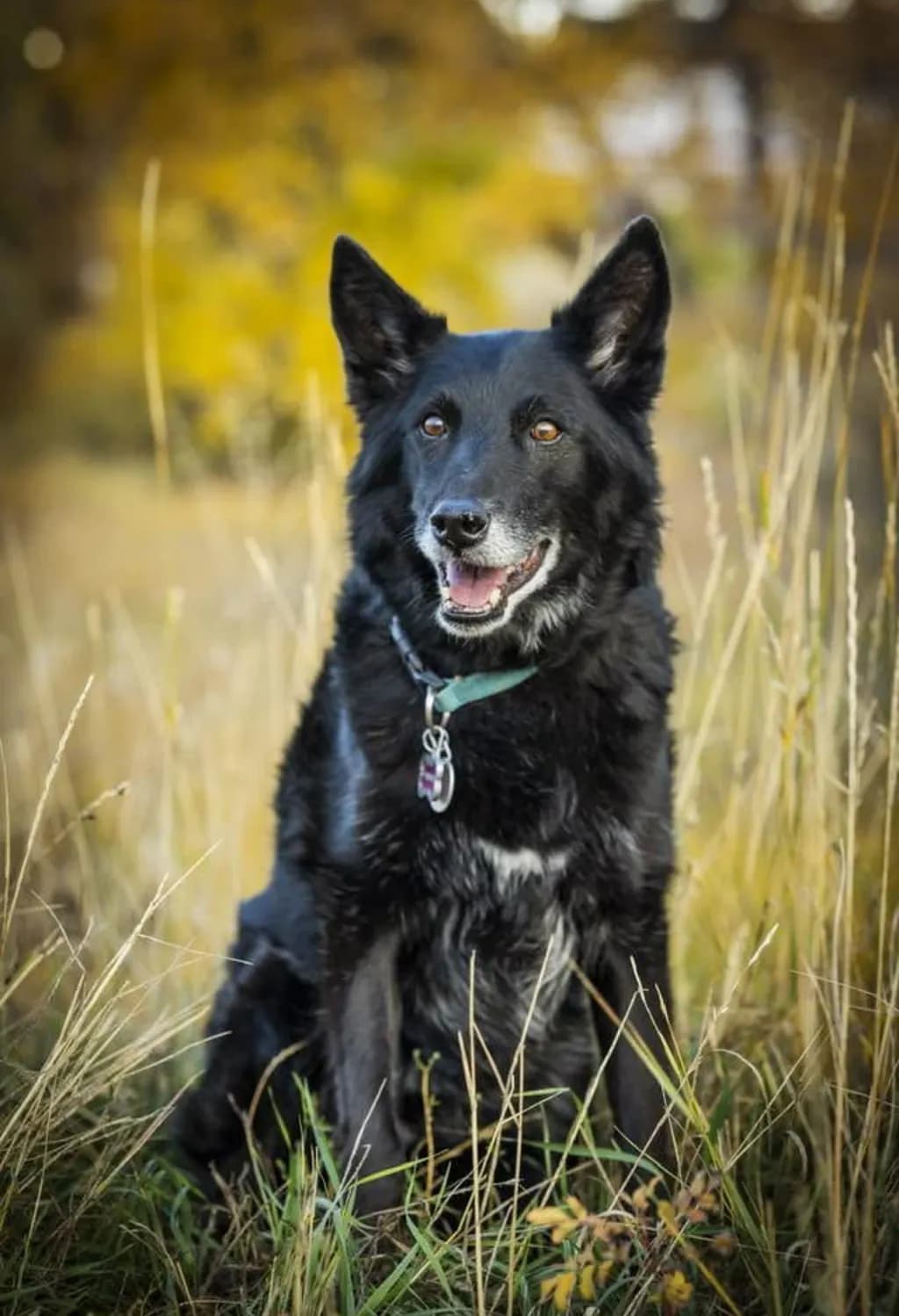 Joyful Autumn Play: A Black Dog's Delight in Nature