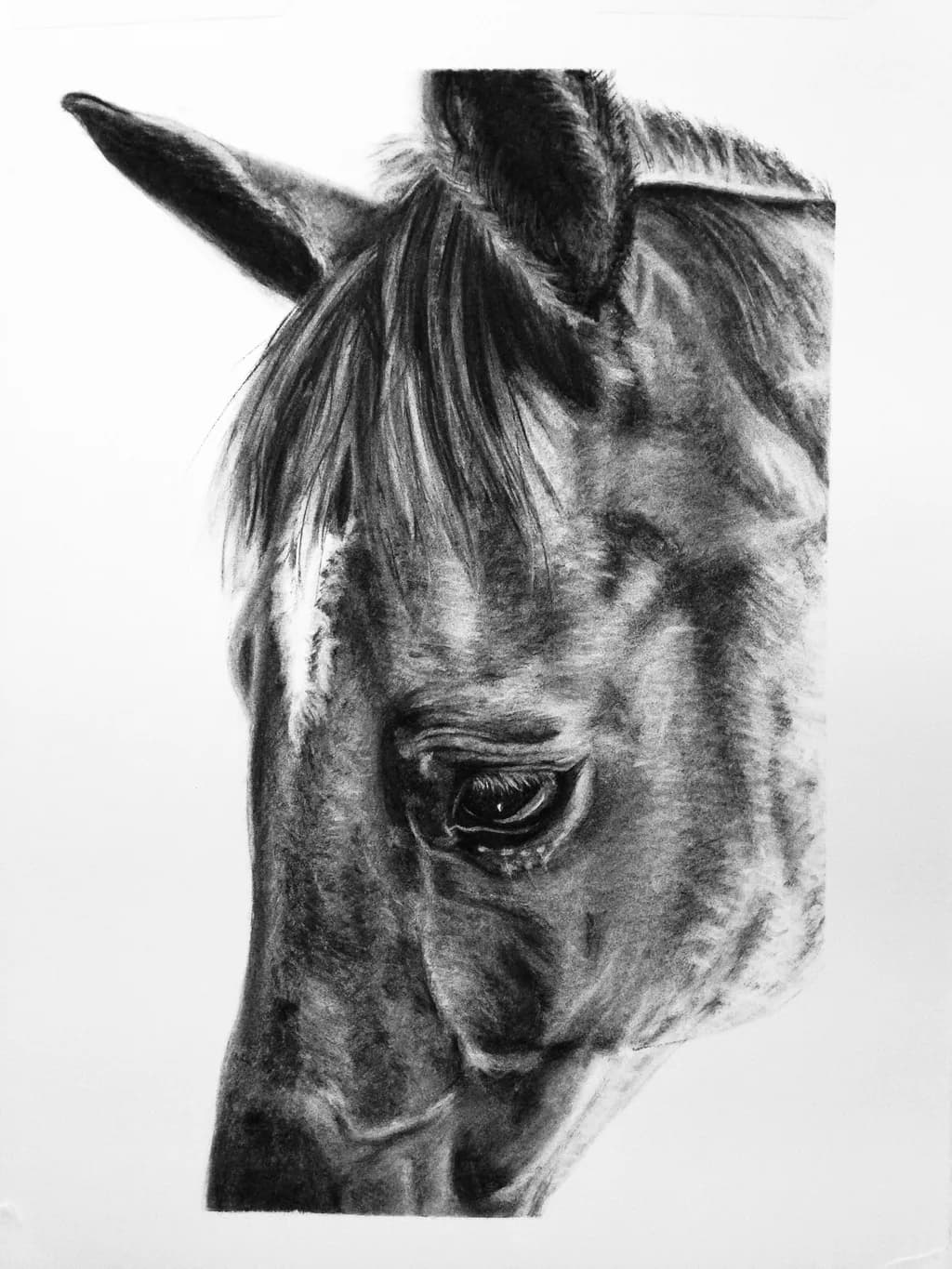 Whispers of the Wild: A Monochrome Portrait of Equine Grace
