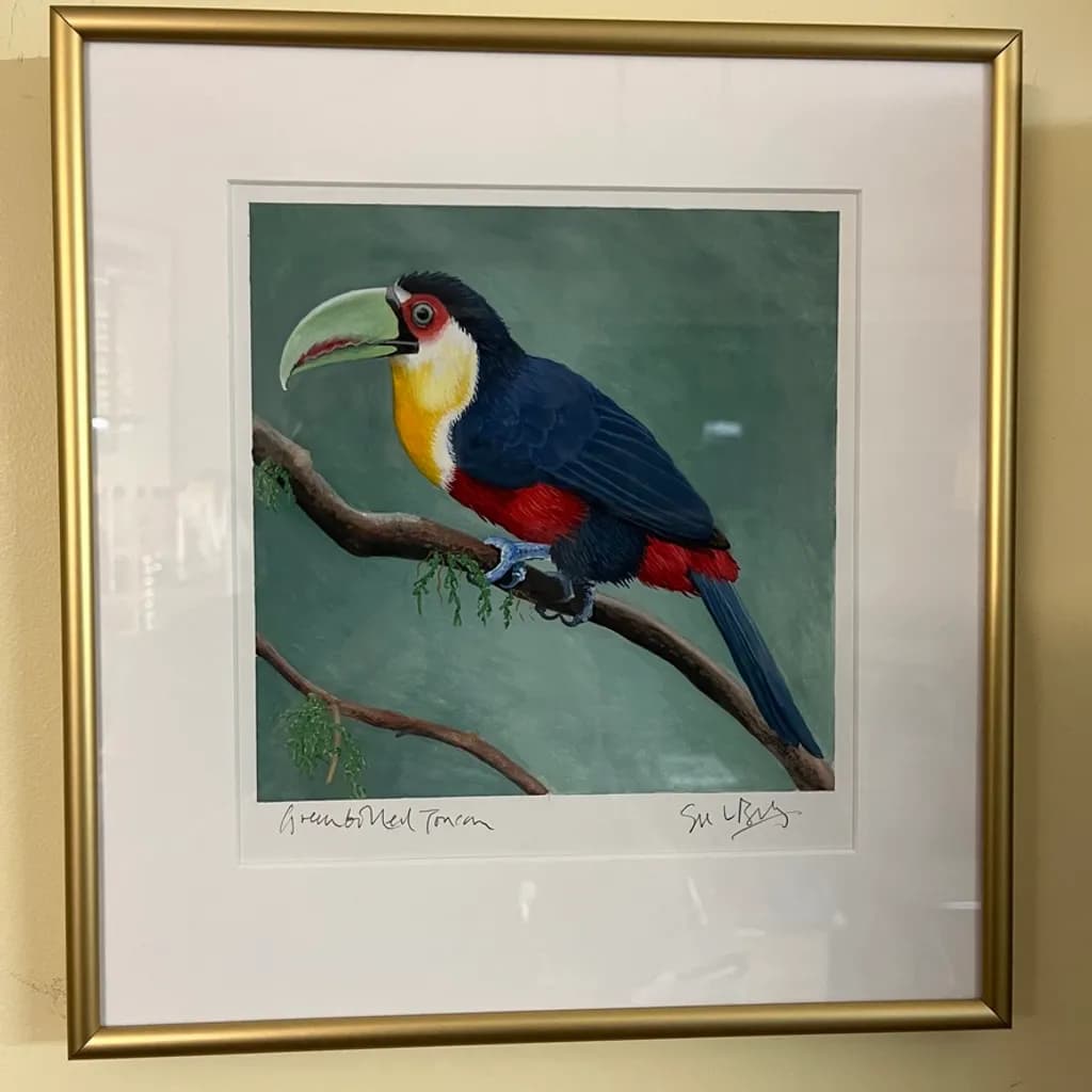 Green-billed Toucan