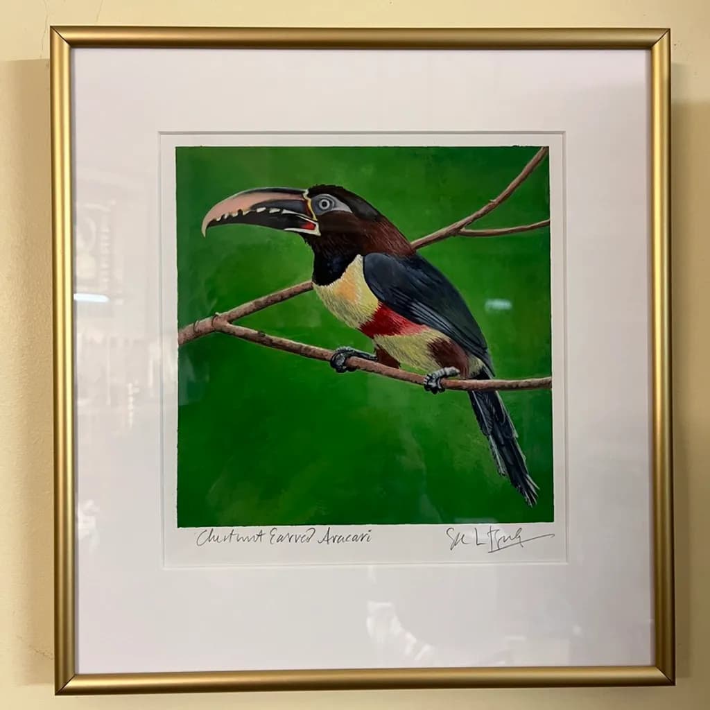 Chestnut-Eared Aracari