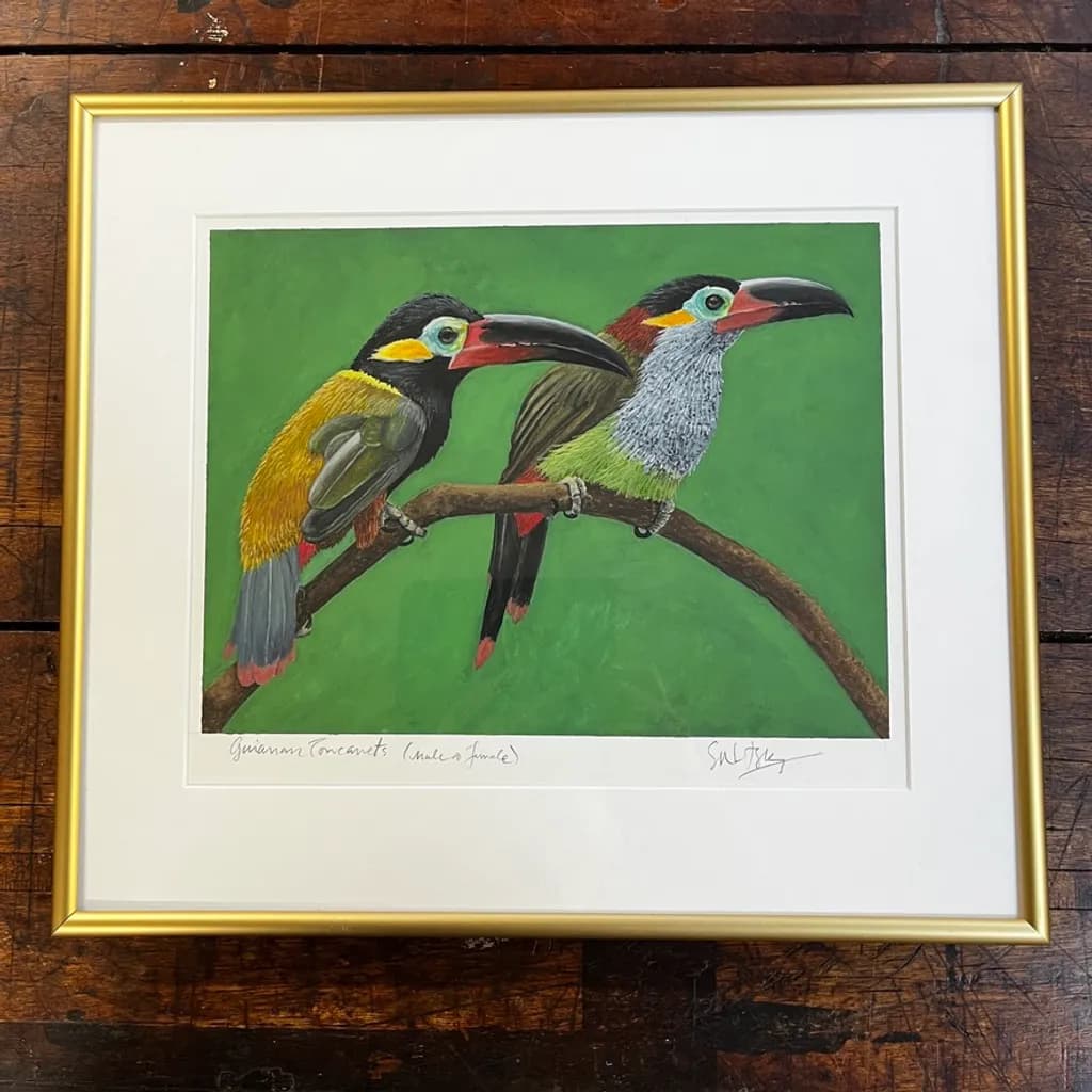 Guianan Toucanets