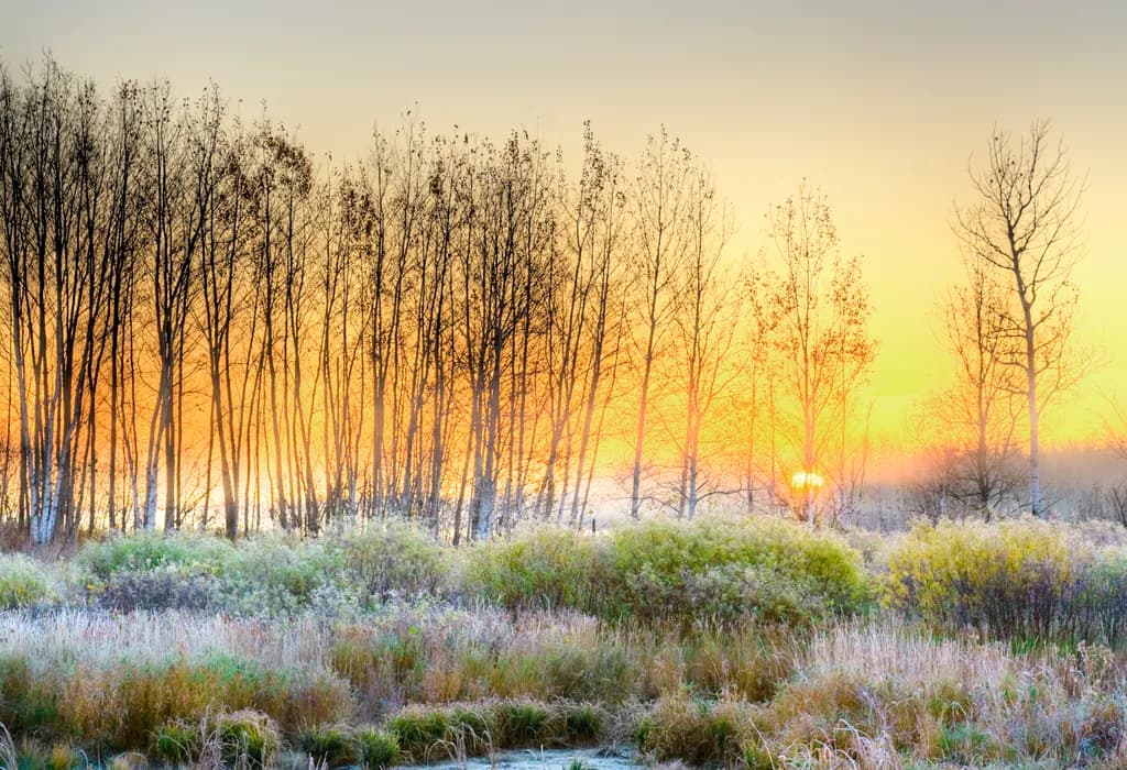 A Gentle Sunrise Over Autumn's Last Breath