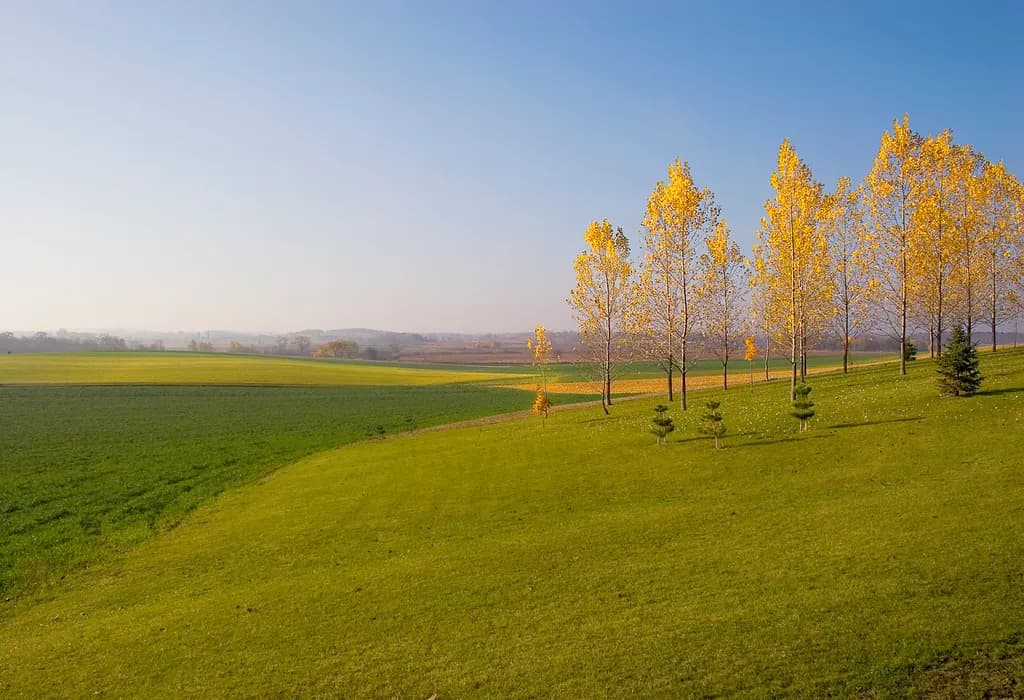 Golden Leaves and Green Fields: A Fall Landscape
