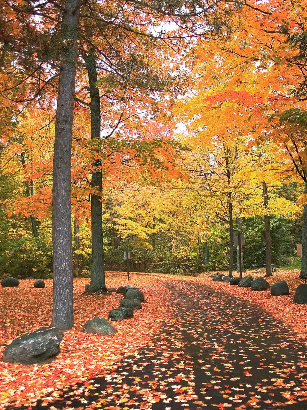 Turning Into Fall: Vibrant Colors in the Dells