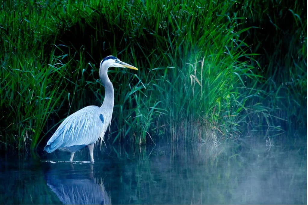 Whispers of the Wetlands: A Serene Heron in Morning Mist
