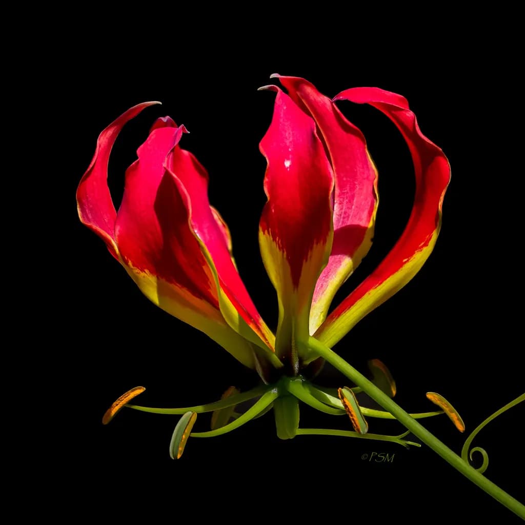 Glorioso Lily Portrait