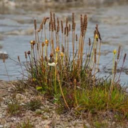 Rocky Riverbank Plants