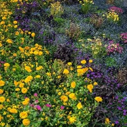 Wildflower Field Bloom