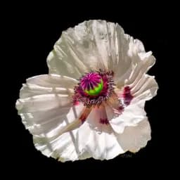 White Poppy Macro