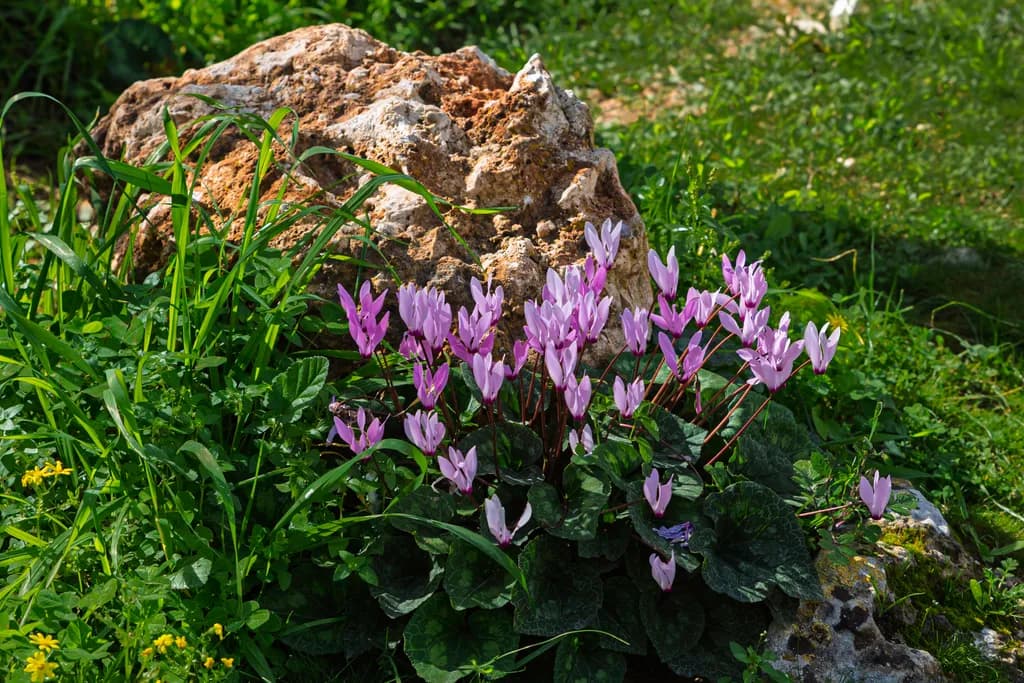 Rockside Cyclamen