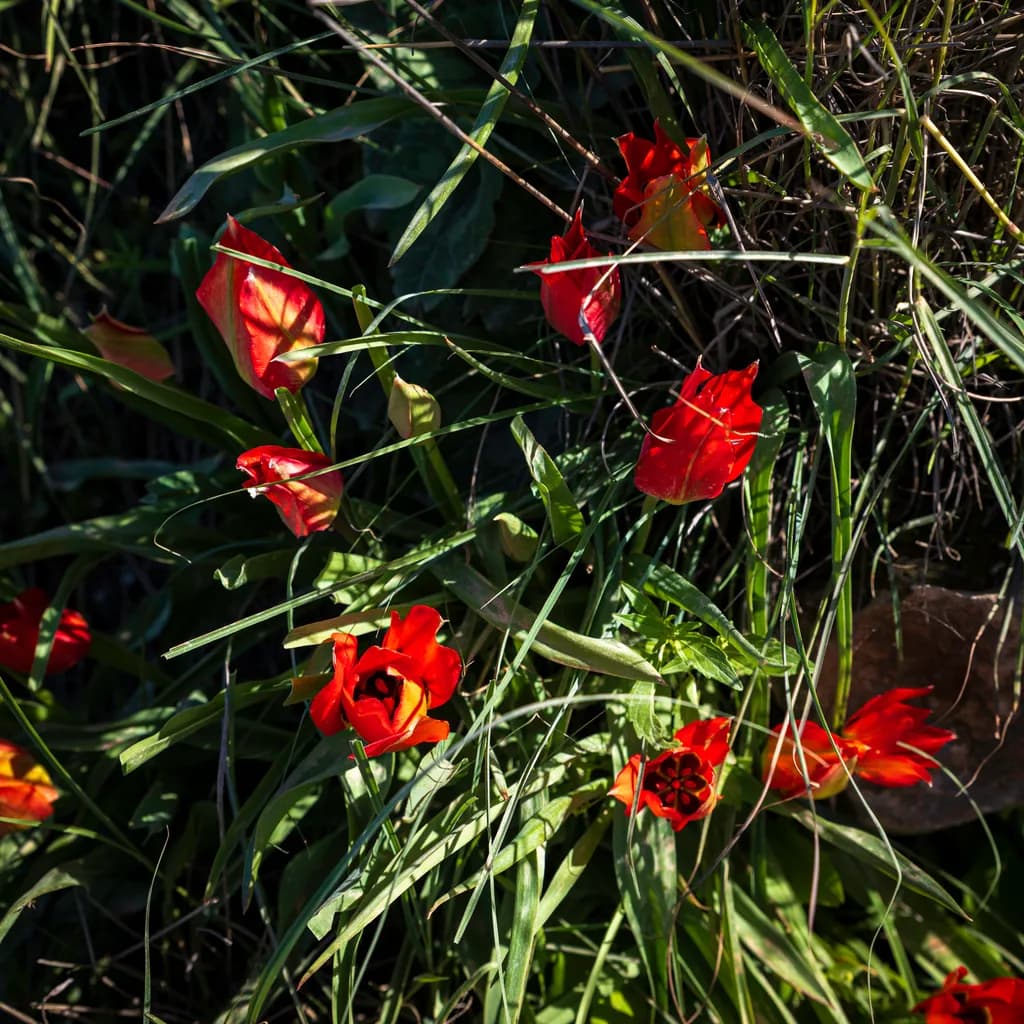 Scarlet Blossoms